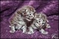 Elea_ja_Edi_20150203