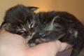 nina_hani_2_weeks_1